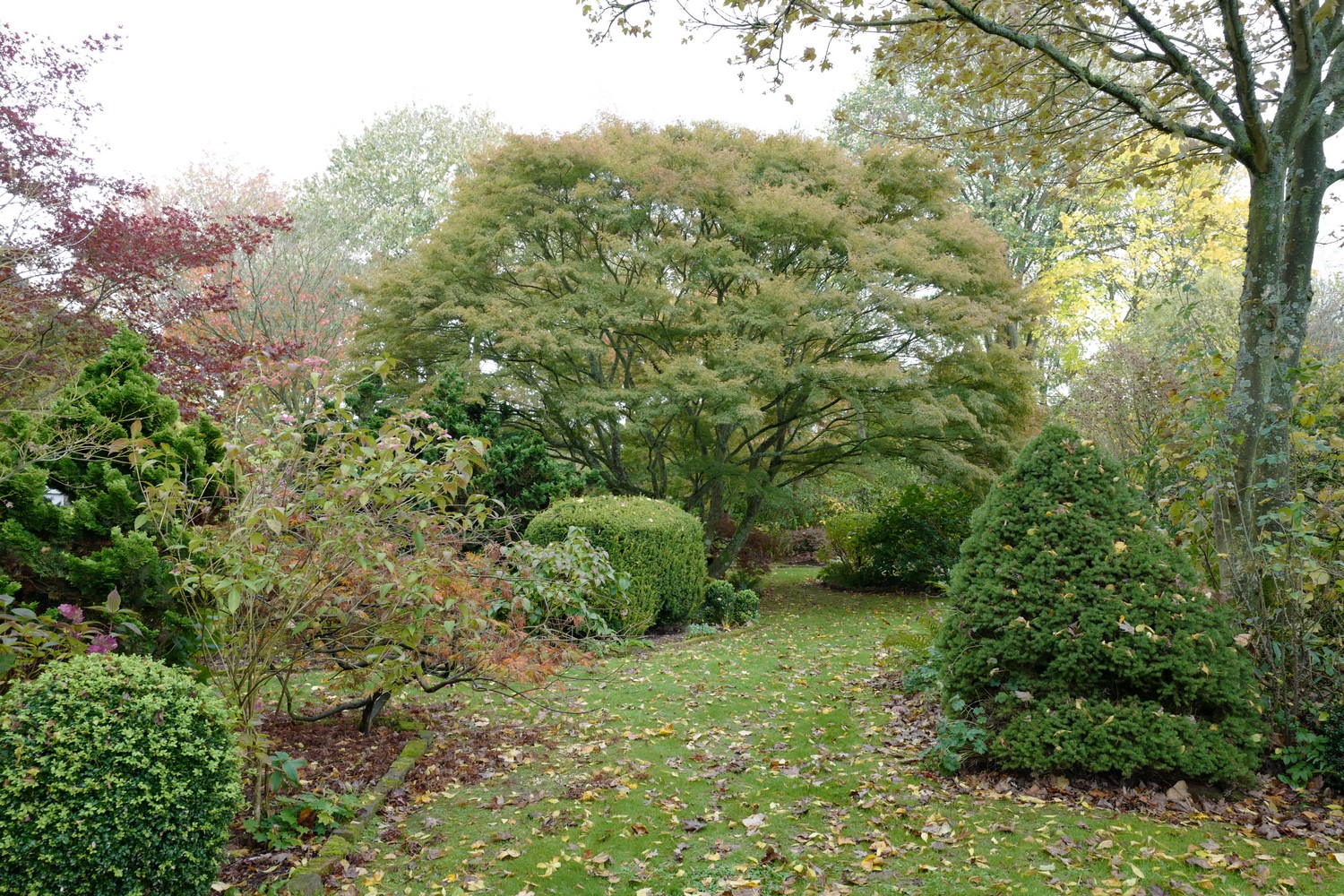 Acer palmatum 'Seiryu'
