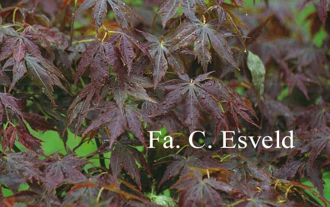 Acer palmatum 'Semi-no-hane'