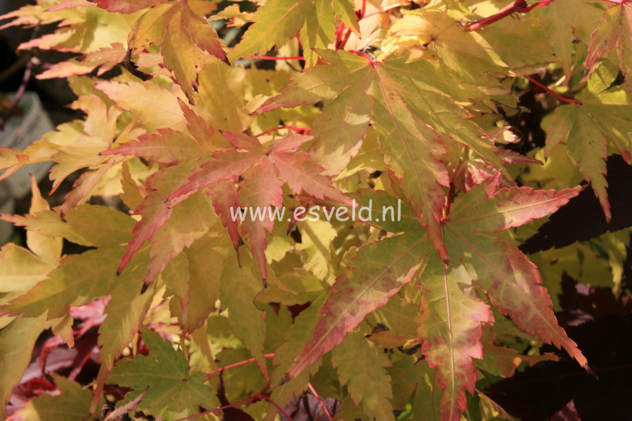 Acer palmatum 'Senski'