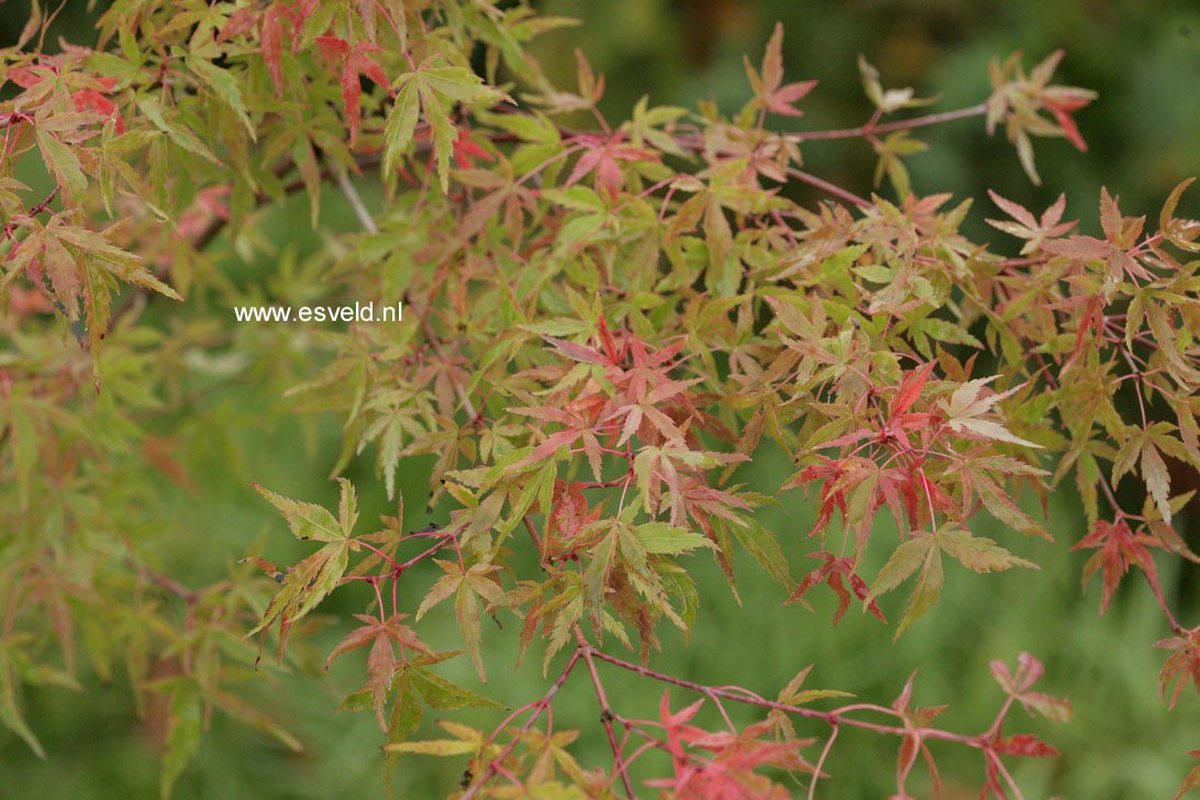 Acer palmatum 'Seuss's Sister'