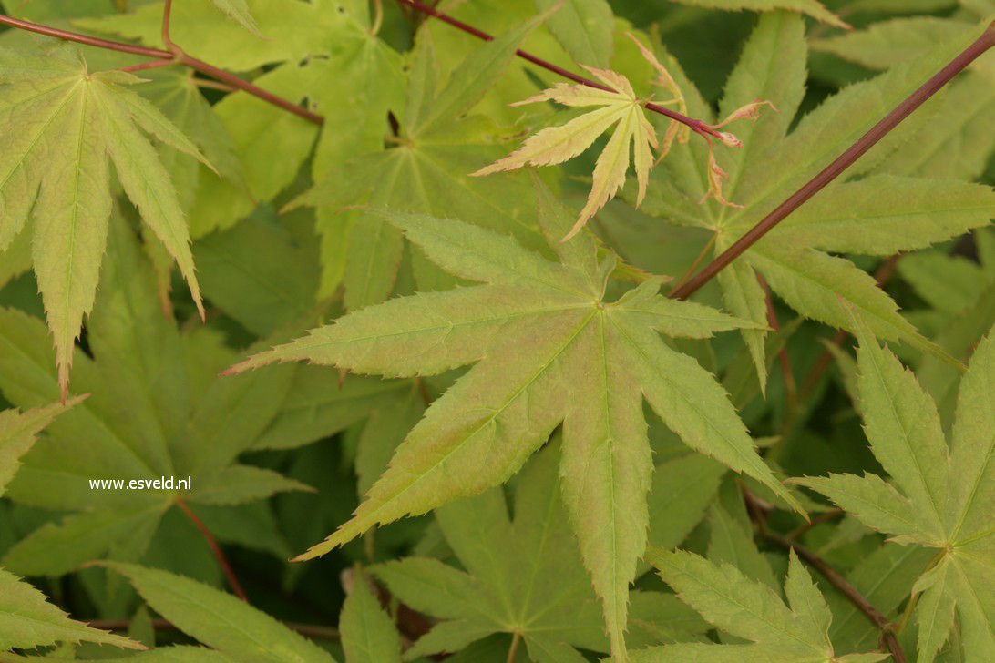 Acer palmatum 'Shadow's Selection'