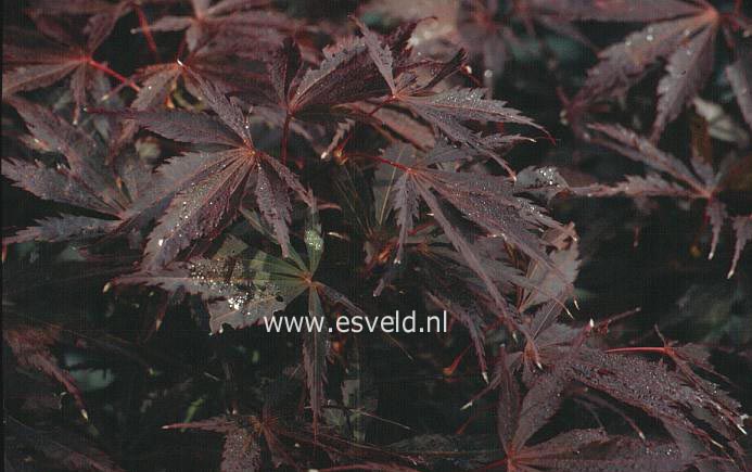 Acer palmatum 'Sheerwater Flame'