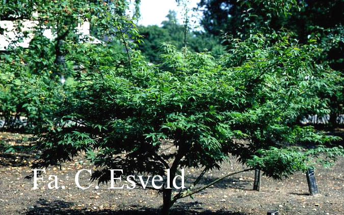Acer palmatum 'Shigure-zome'