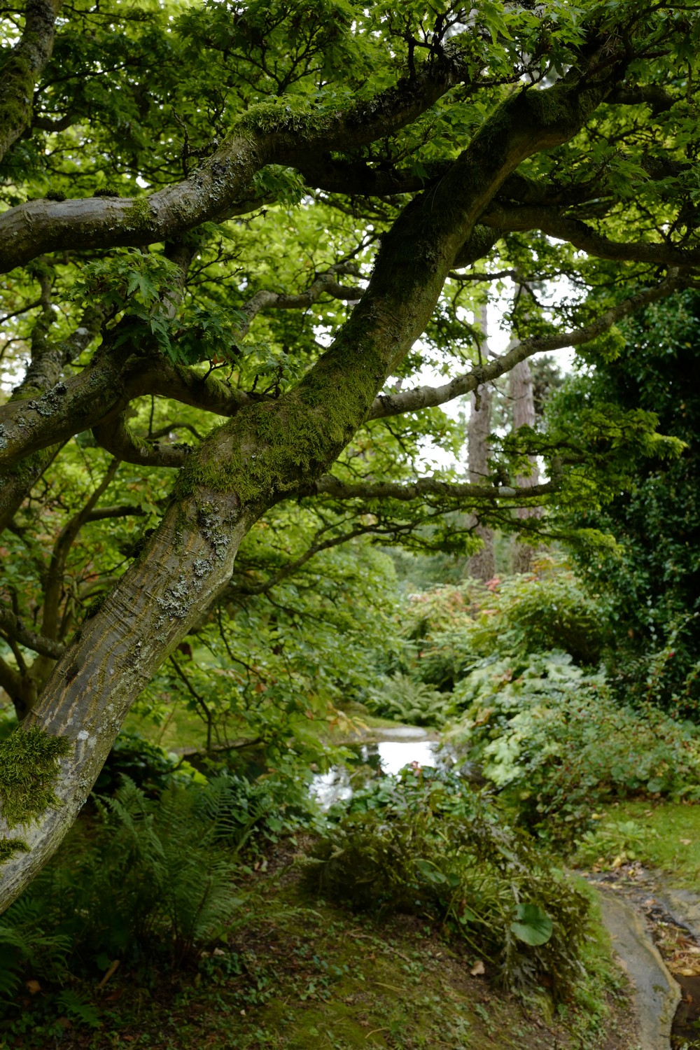 Acer palmatum 'Shishi-gashira'