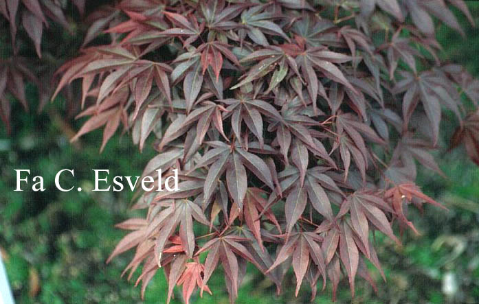 Acer palmatum 'Shishighosan'