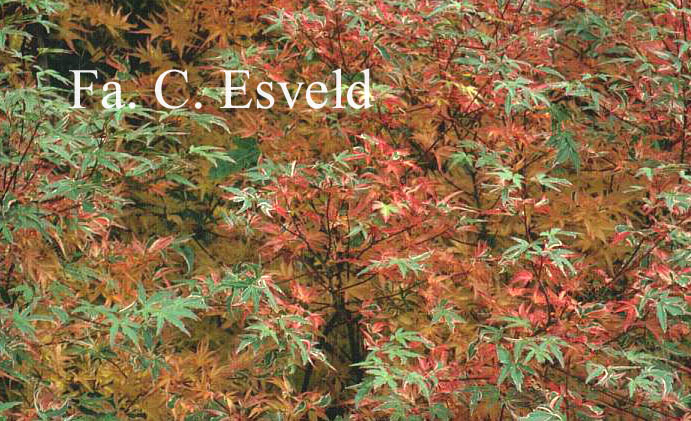 Acer palmatum 'Shohjoh-no-mai'