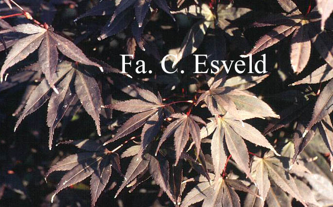 Acer palmatum 'Shohjoh-nomura'