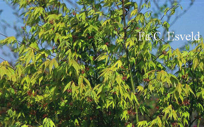 Acer palmatum 'Shuhzan-koh'