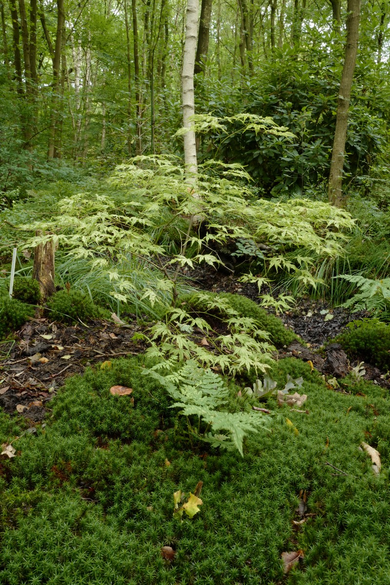 Acer palmatum 'Sister Ghost'