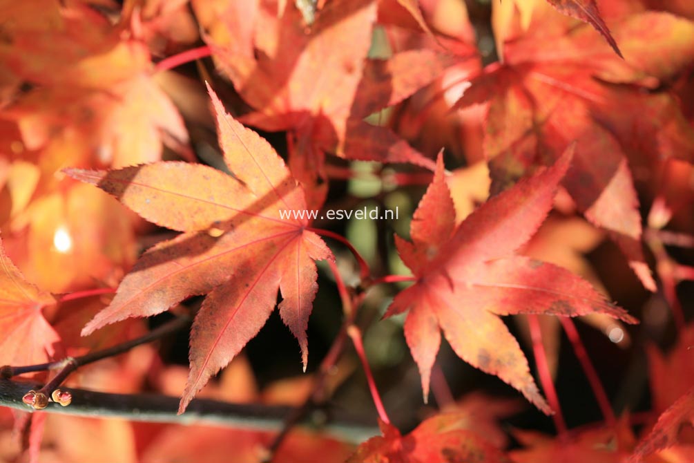 Acer palmatum 'Sport'