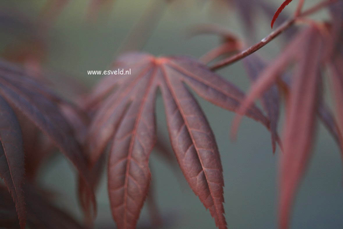 Acer palmatum 'Stanley Park'