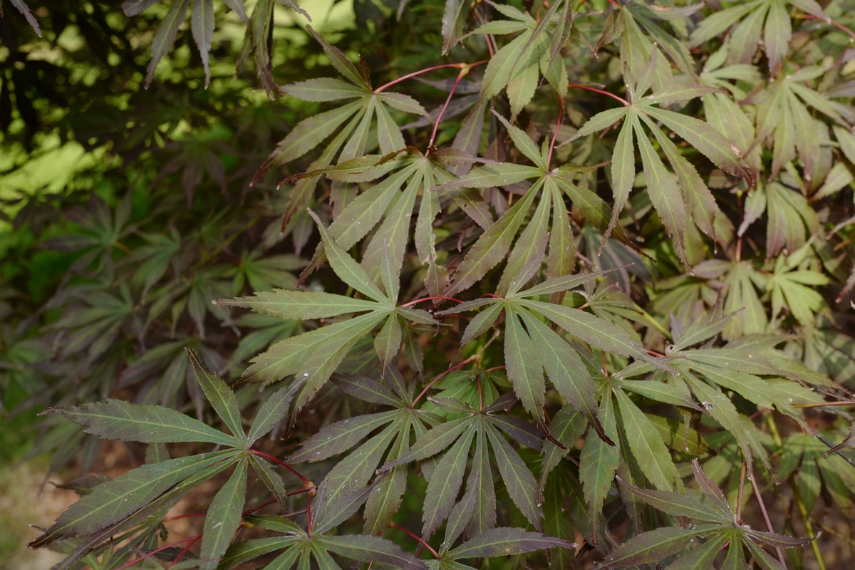 Acer palmatum 'Sumi-nagashi'