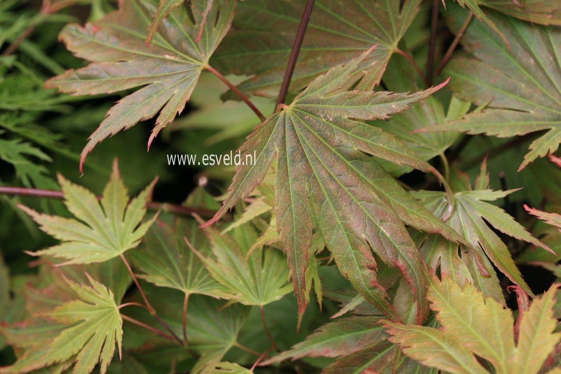 Acer palmatum 'Summer Gold'