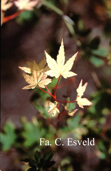 Acer palmatum 'Suruga-nishiki'