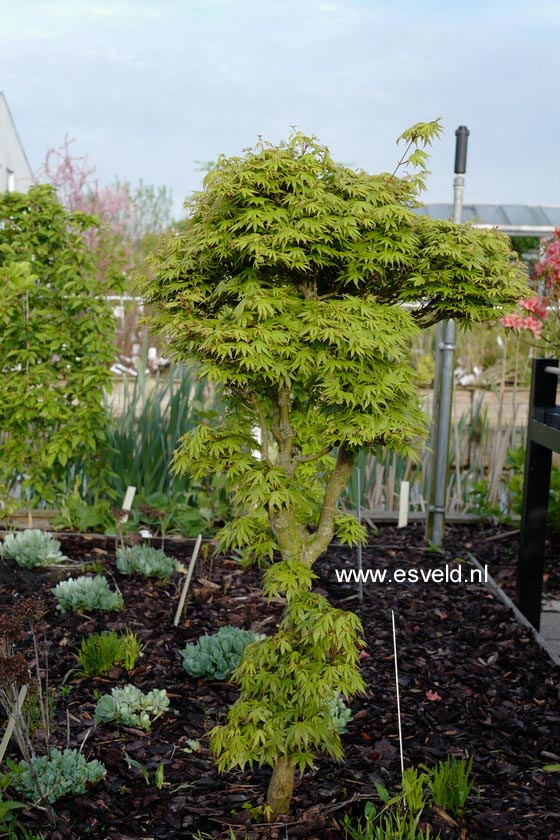 Acer palmatum 'Susan'