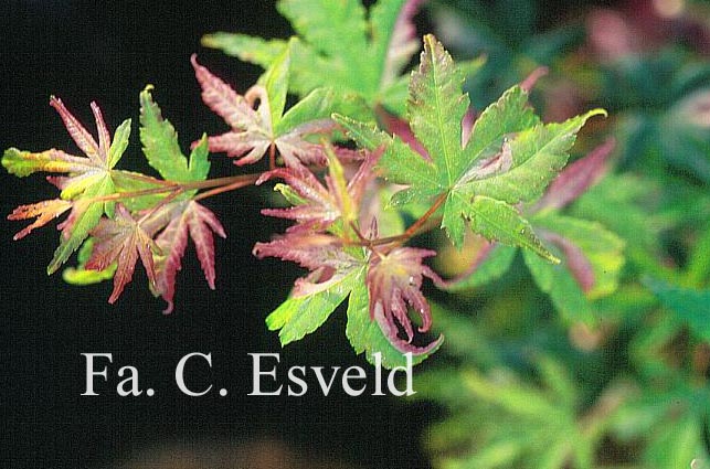 Acer palmatum 'Taiyoh-nishiki'