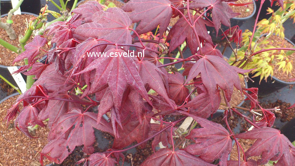 Acer palmatum 'Takao-beni'