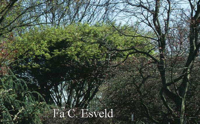 Acer palmatum 'Tama-hime'