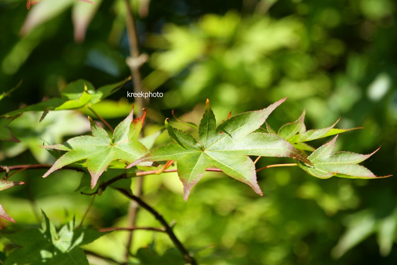 Acer palmatum 'Tanabata'