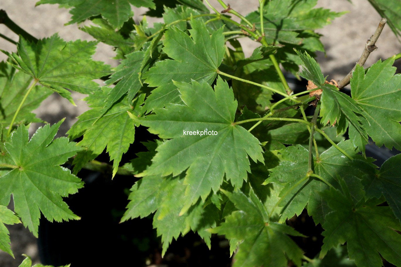 Acer palmatum 'Tani-gawa-dake'