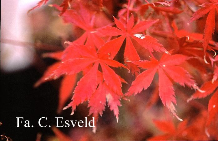 Acer palmatum 'Tedori gawa'