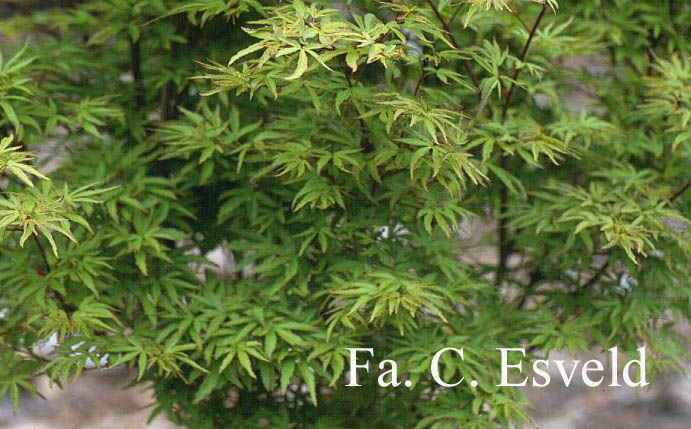 Acer palmatum 'Tennyo no hoshi'