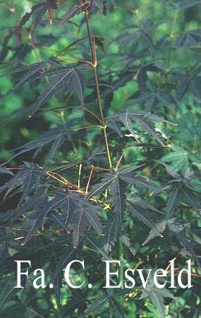 Acer palmatum 'Teri ha'