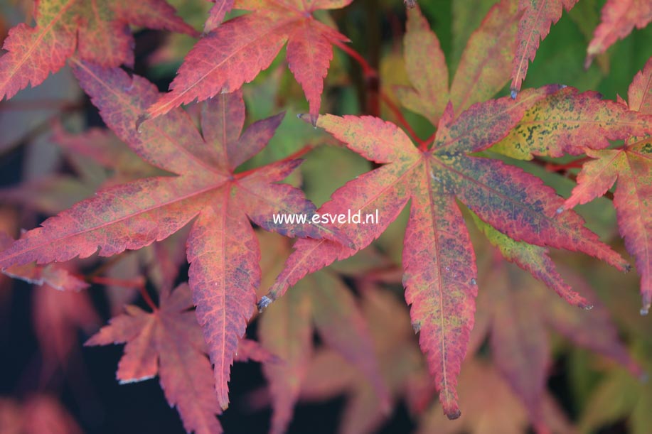 Acer palmatum 'Tobiosho'