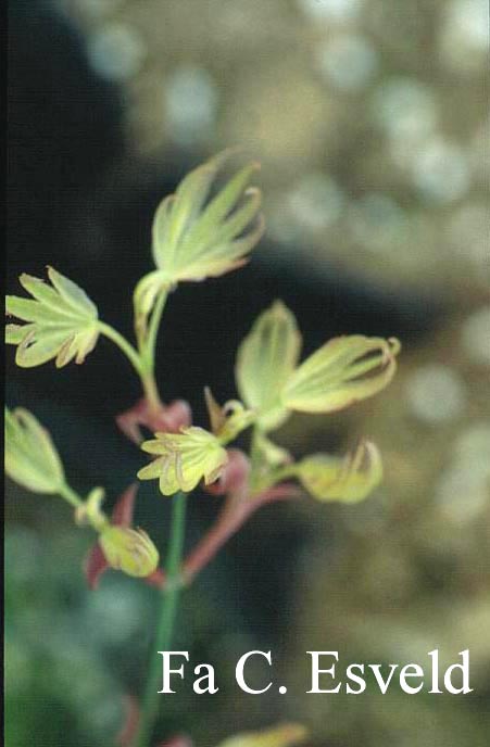 Acer palmatum 'Tohoku shichihenge'