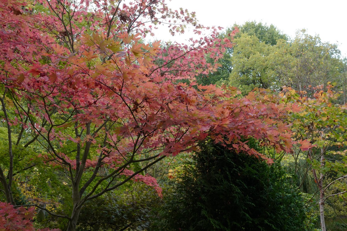 Acer palmatum 'Tsukubane'