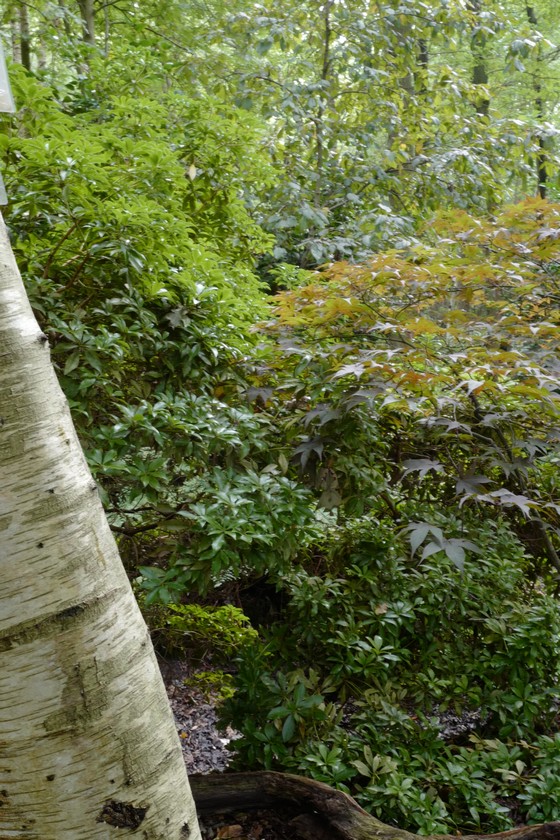 Acer palmatum 'Tsukushi-gata'