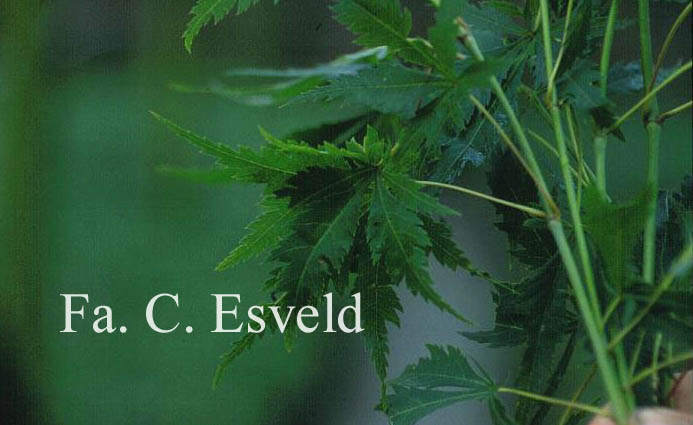 Acer palmatum 'Tsuri nishiki'