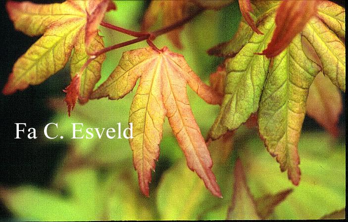 Acer palmatum 'Umegae'