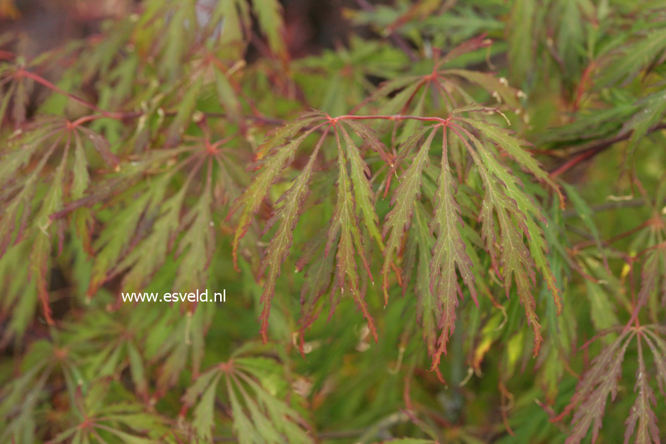 Acer palmatum 'Usu-beni-shidare'