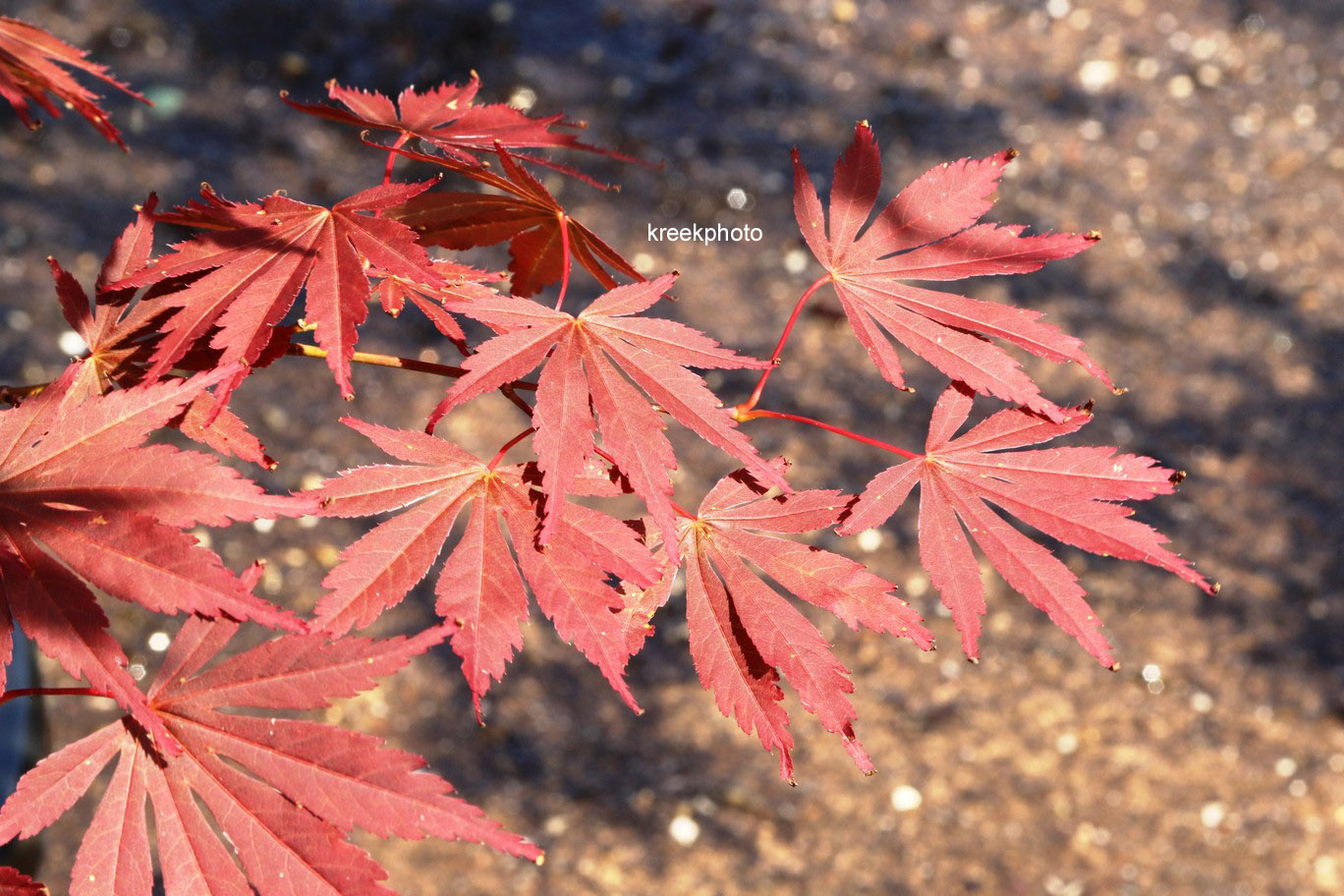 Acer palmatum 'Uta-hime'