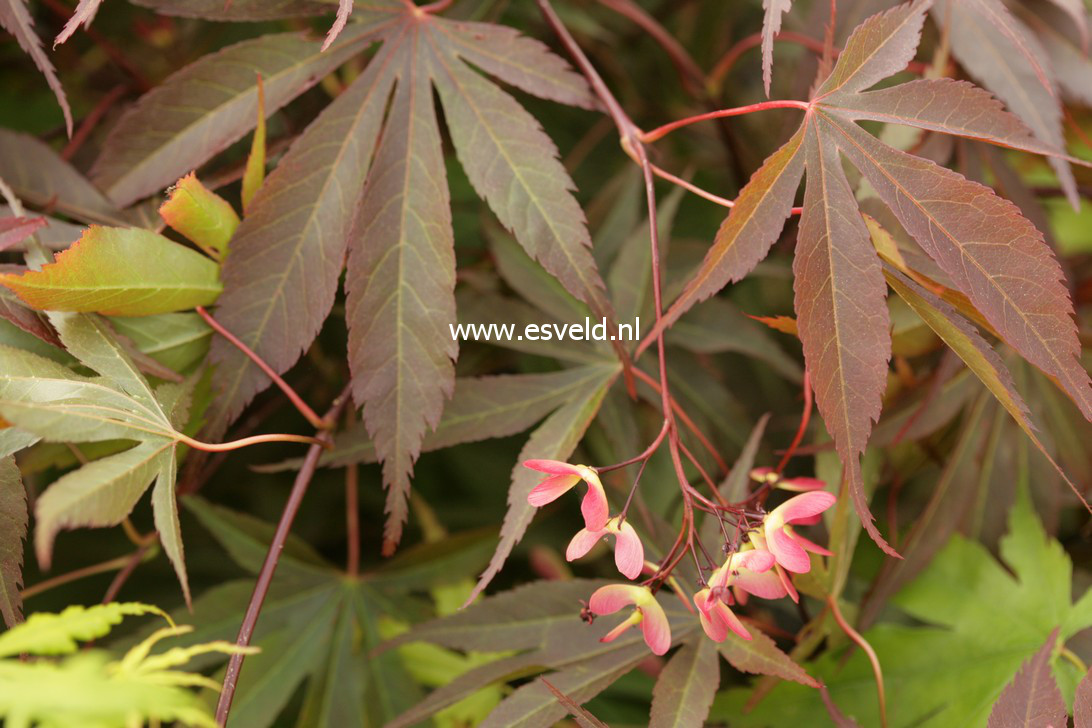 Acer palmatum 'Vandermoss Red'