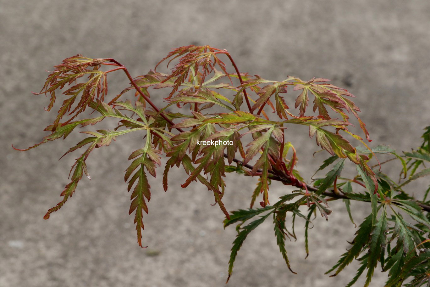 Acer palmatum 'Vic Pink'