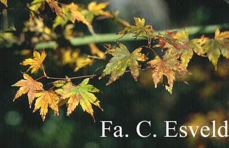 Acer palmatum 'Volubile'