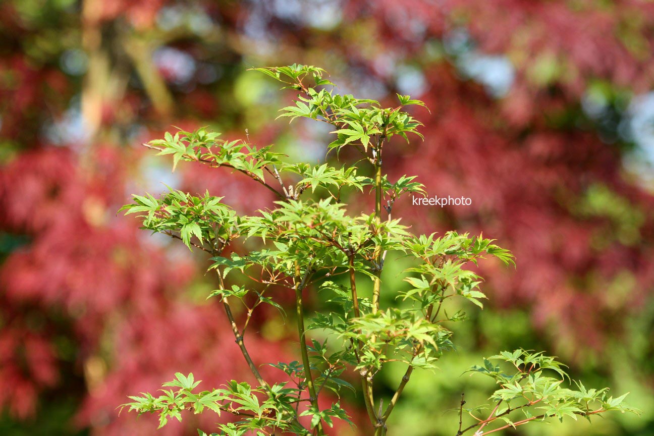Acer palmatum 'Werner's Pagoda'