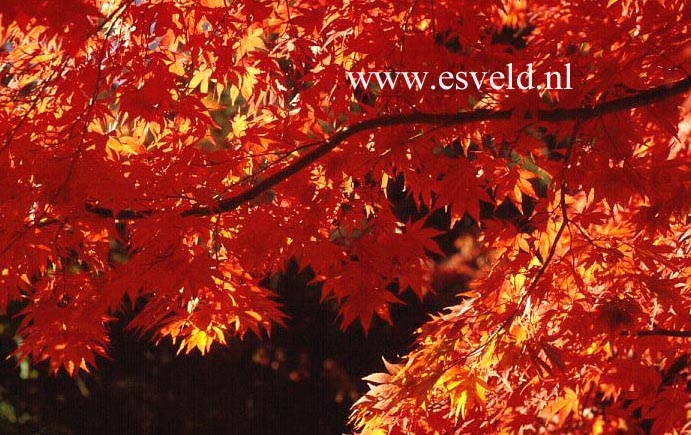 Acer palmatum 'Westonbirt Red'