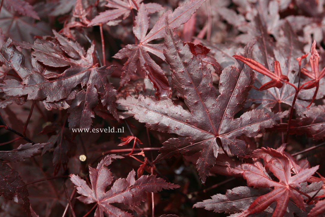 Acer palmatum 'Wetumpka Red'