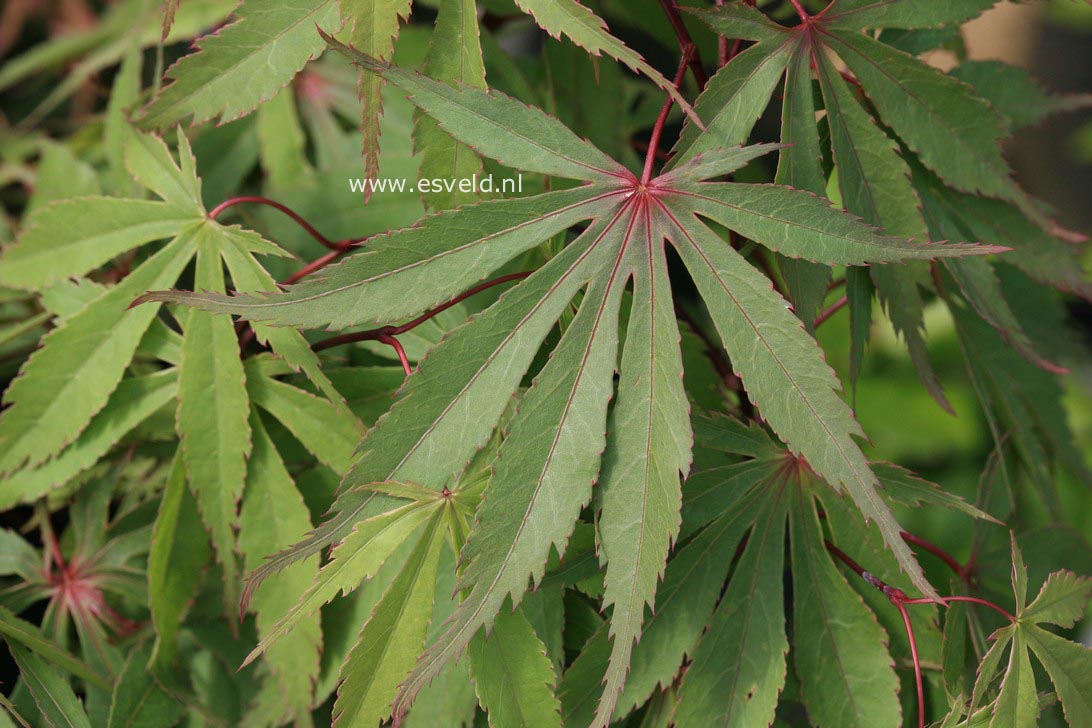 Acer palmatum 'Wild Goose'