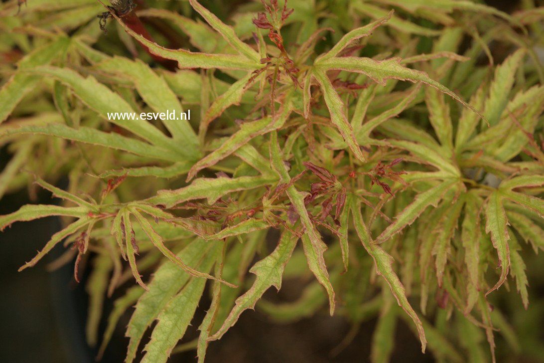 Acer palmatum 'William B.'