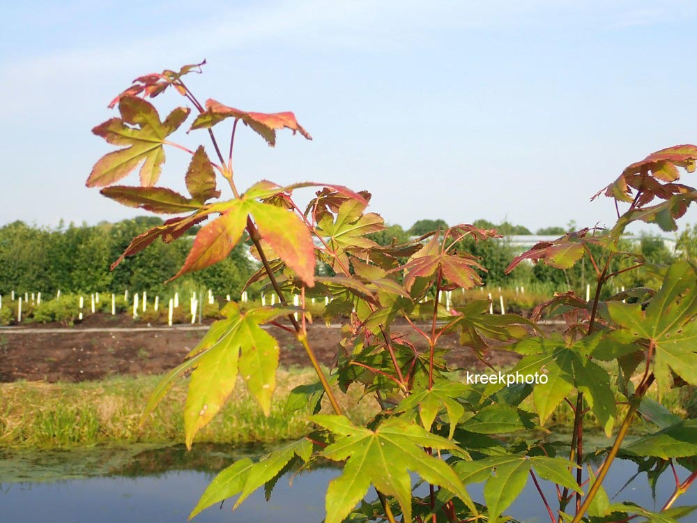 Acer palmatum 'Windover'
