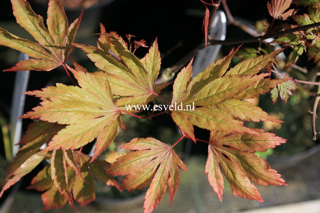 Acer palmatum 'Yagyu-no-sato'