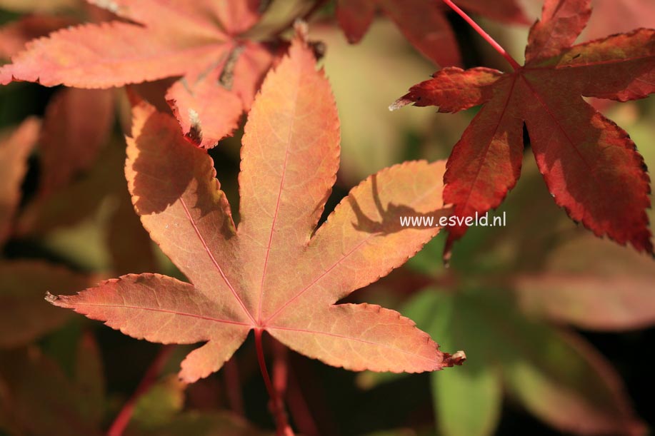 Acer palmatum 'Yama-mura'