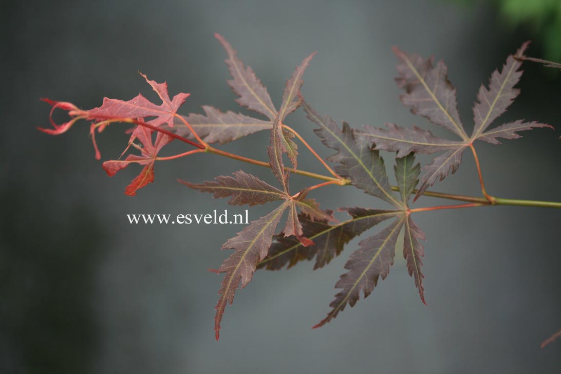 Acer palmatum 'Yama-no-suso'