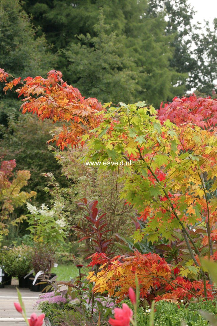 Acer palmatum 'Yama-otome'