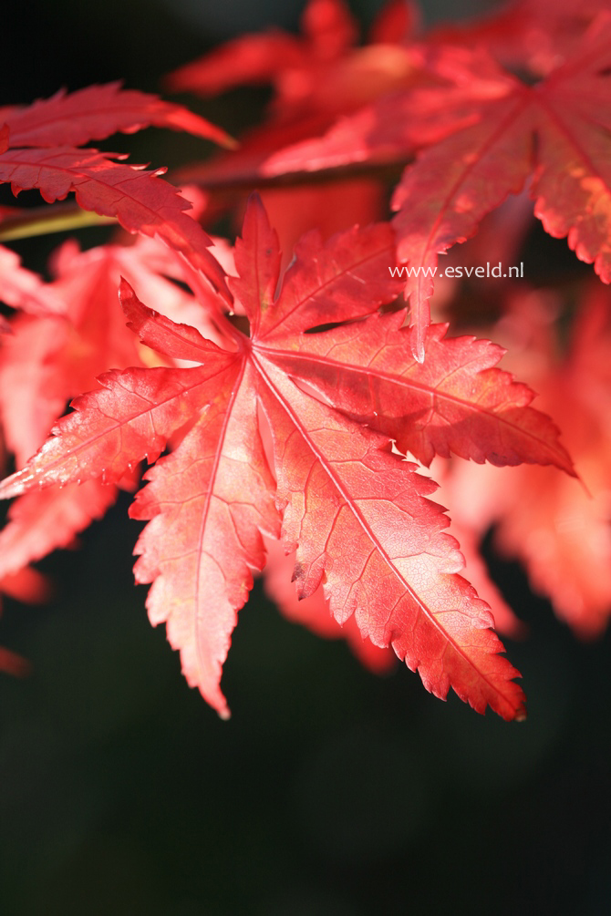 Acer palmatum 'Yamato-koshimino'