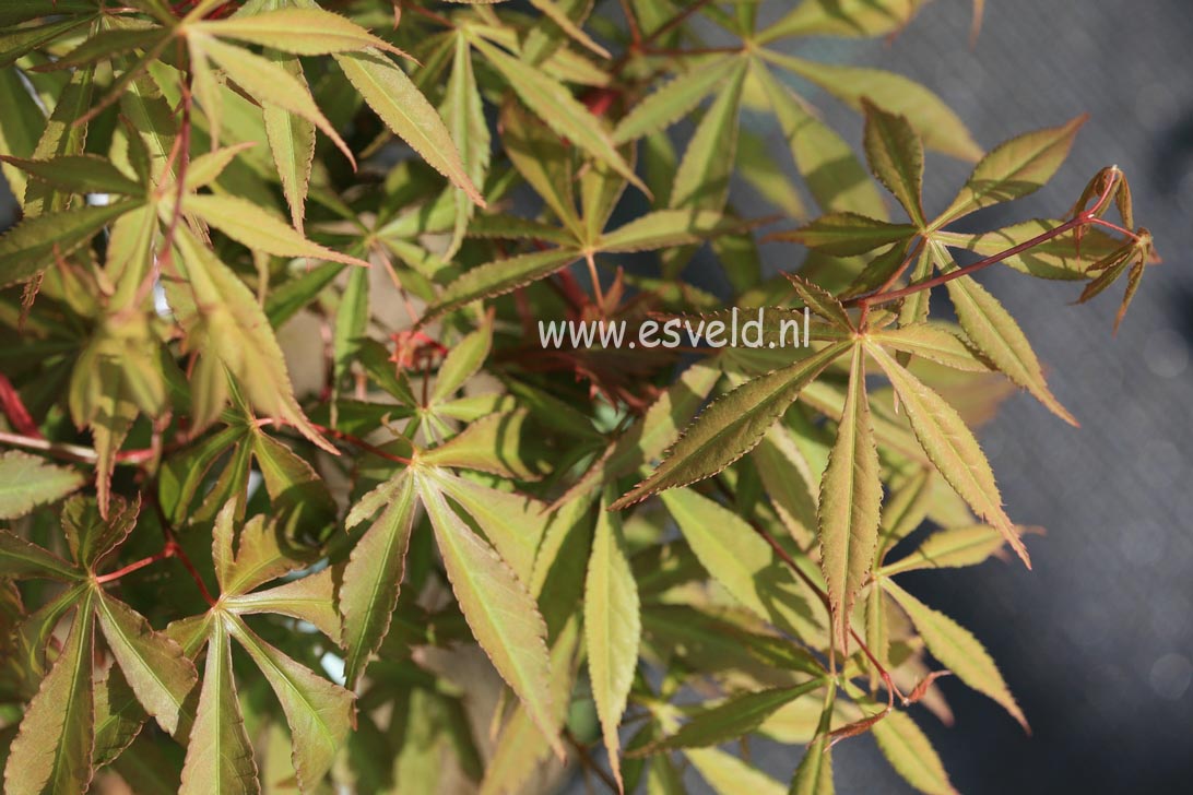 Acer palmatum 'Yoshimizu'